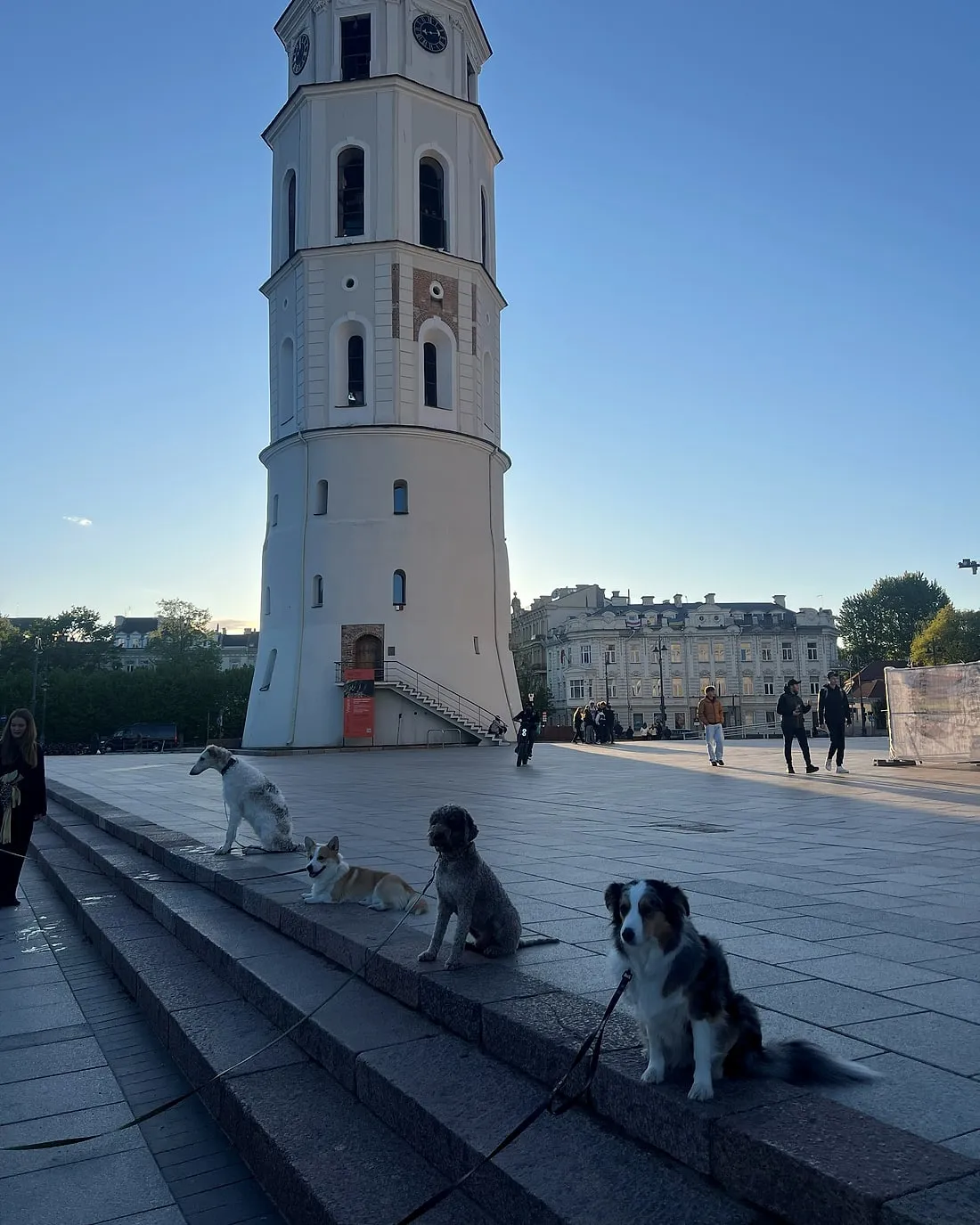 Keturi šunys sėdi greta Vilniaus Katedros aikštėje